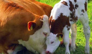 Küçükbaş Hayvancılık Desteği Başvuruları Başladı