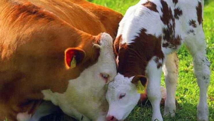 Küçükbaş Hayvancılık Desteği Başvuruları Başladı