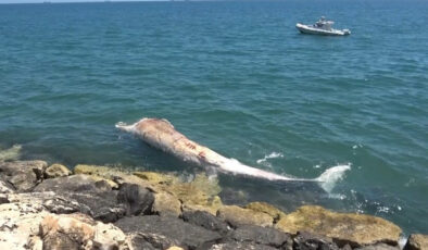 Mersin’de 16 metrelik Fin balinasının iskeleti bilime kazandırılıyor
