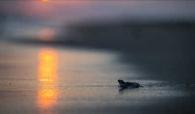 Mersin’de 210 bin kaplumbağa yavrusu denizle buluştu