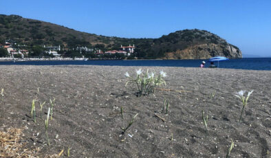 Muğla’da bu çiçeği koparmak yasak! Cezası cep yakıyor