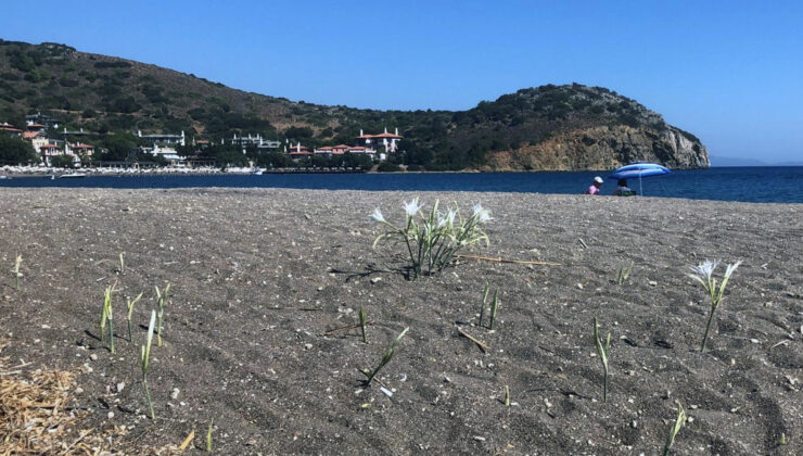 Muğla’da bu çiçeği koparmak yasak! Cezası cep yakıyor