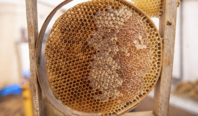 Munzur Dağları’nda bal hasadı başladı