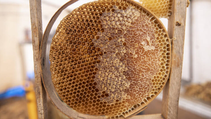 Munzur Dağları’nda bal hasadı başladı