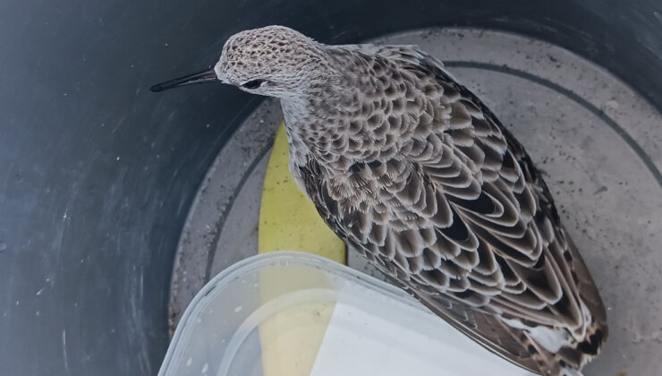 Ordu’da nadir rastlanan kuş türü, cami imamı tarafından yaralı bulundu