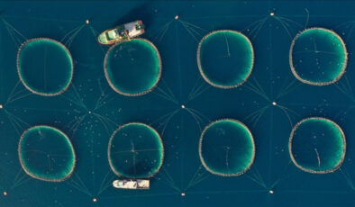 Tarım, ormancılık ve balıkçılık sektörü satışları 9 kat arttı