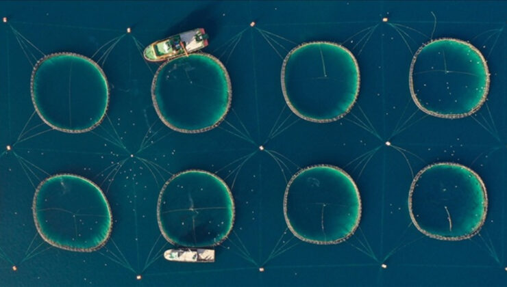 Tarım, ormancılık ve balıkçılık sektörü satışları 9 kat arttı