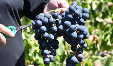 Kuraklık Şarköy’de Üzüm Rekoltesini Vurdu