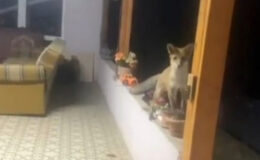 Tekirdağ’da tilki ile güldüren sohbet