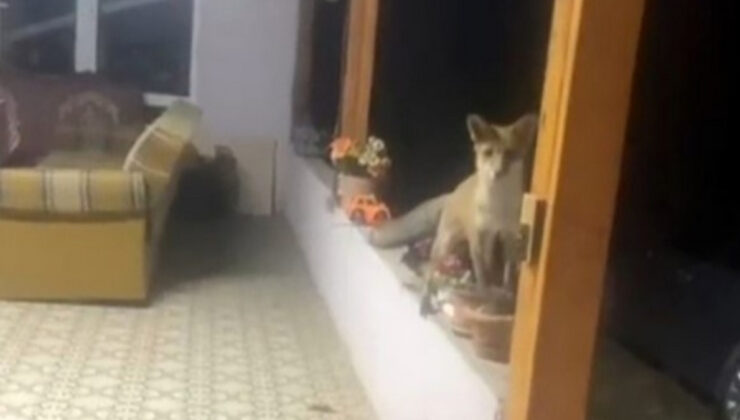 Tekirdağ’da tilki ile güldüren sohbet