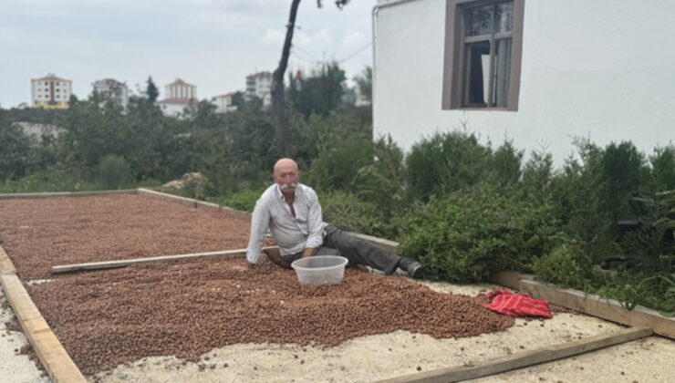 Trabzon’da ile örtü fındık üreticisinin masraflarını azaltıyor