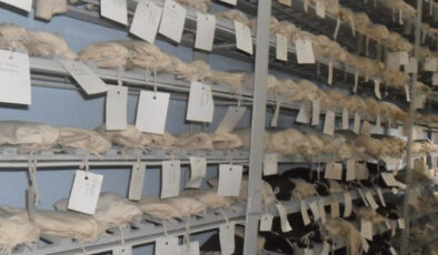 Türkiye’nin Tohum Gen Bankalarında Binlerce Yerel Çeşit Koruma Altında