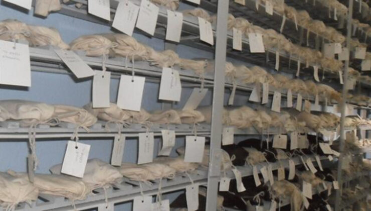 Türkiye’nin Tohum Gen Bankalarında Binlerce Yerel Çeşit Koruma Altında