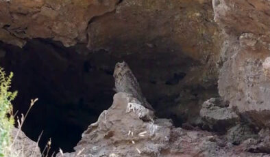 Türkiye’nin en büyük baykuşu ‘Puhu’ Sivas’ta görüntülendi