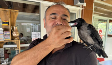 Yalova’da ‘Siyah’ isimli karga, pansiyonun maskotu oldu