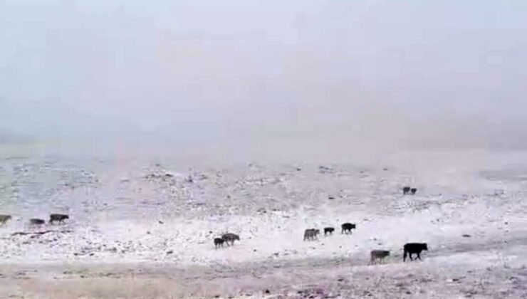 Yılın ilk karı Erzurum’a düştü