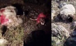 Giresun Alucra’da Korku Dolu Gece: Ayı ve Kurt Saldırısı!