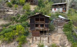 Artvin’in Gizli Mirası: Cevizli Köyü’nün Ardıç Ağacından Evleri Yüzyıllardır Ayakta