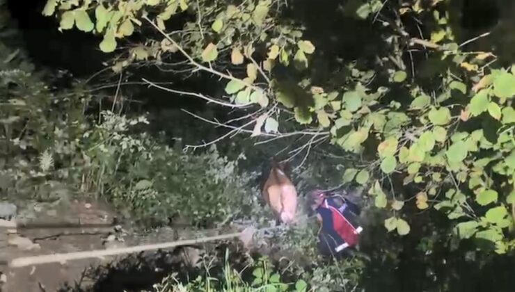 Artvin Borçka’da Uçuruma Düşen İneği İtfaiye Kurtardı