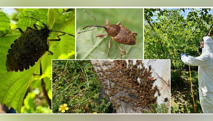 Giresun’da Kahverengi Kokarca Mücadelesi Başlıyor