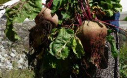 Giresun’un Köylerinde Kış Hazırlığı Başladı