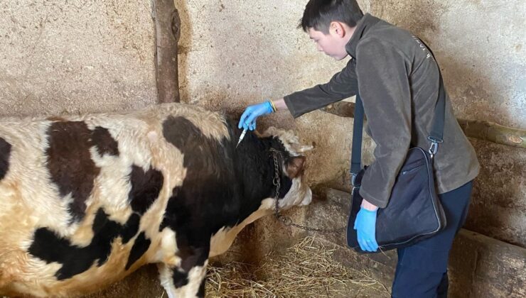 Gümüşhane’de Şap Aşılama Seferberliği Başladı