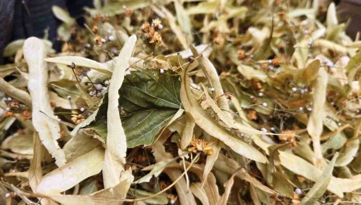 Kışın Gözdesi Ihlamura Büyük İlgi: Kilosu 1500 TL’yi Buldu