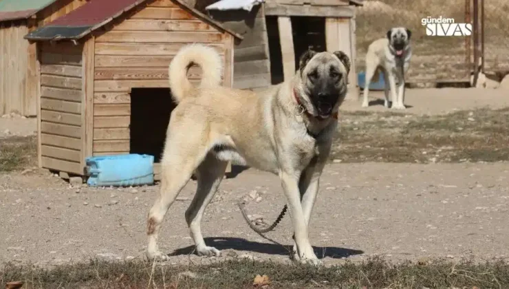 İklim Değişikliği Kangalların Psikolojisini Bozuyor