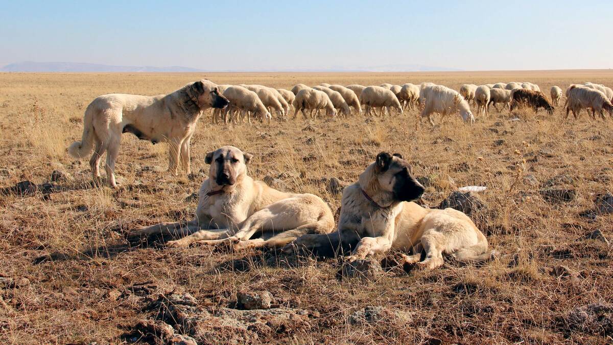  Kangal Köpeği Davranışları1