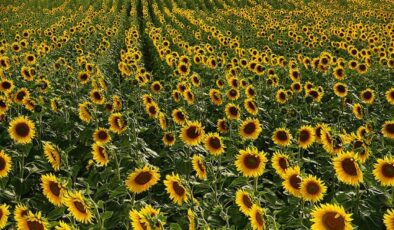 Gümüşhane Kelkit’te Ayçiçek Yağı Fabrikası Talebi Yeniden Gündemde