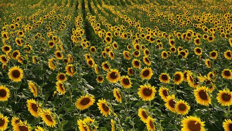 Gümüşhane Kelkit’te Ayçiçek Yağı Fabrikası Talebi Yeniden Gündemde