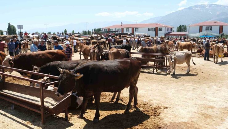 Erzincan Refahiye’de Şap Hastalığı Alarmı