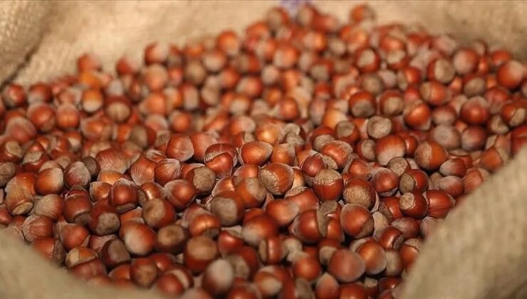 Fındık Serbest Piyasada Sert Düşüş Yaşıyor: Üreticiler Endişeli