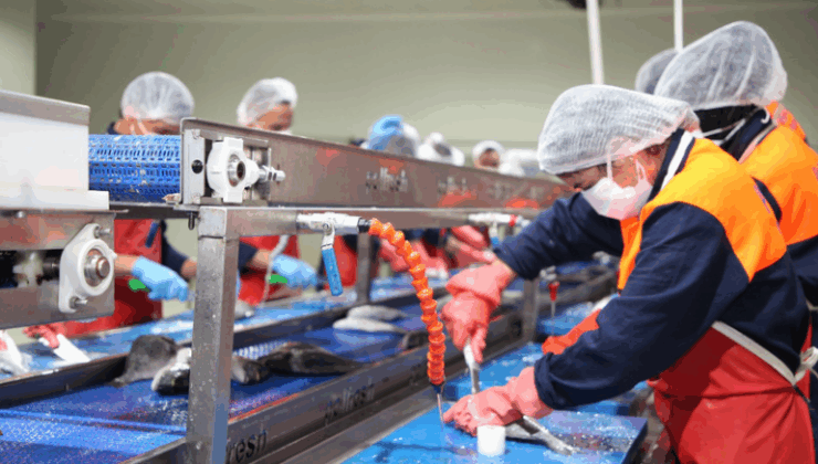 Suşehri Ekonomisine Dev Atılım: Balık Fabrikası Kuruluyor