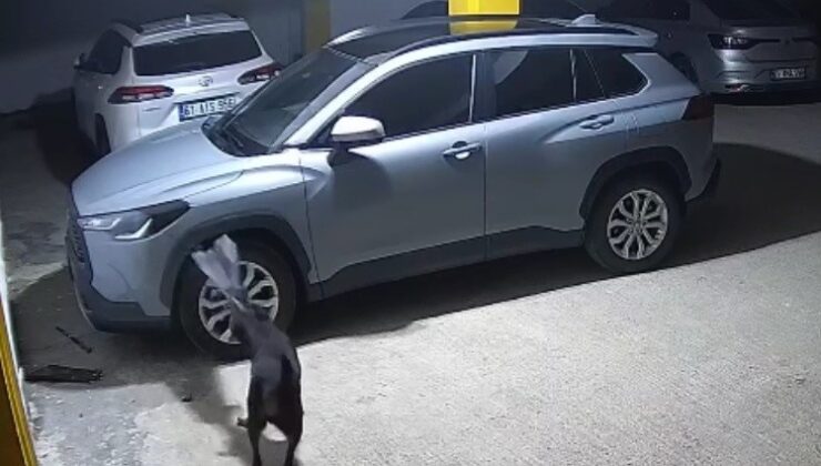 Trabzon Otoparkında Nadir Olay: Köpekler Kediyi Kovalarken Araca Hasar Verdi