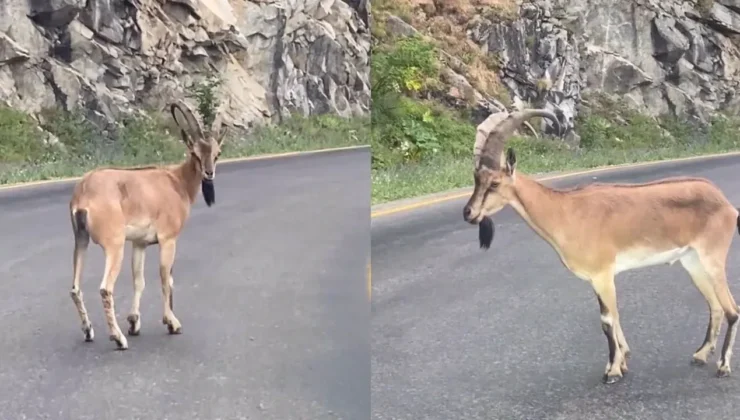 Keçi Yine Yollarda! Şebinkarahisar’ın İnatçı Konuğu Geri Döndü