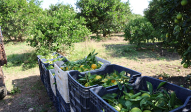 Adana’da yetiştirilen mandalina Türkiye’nin dört bir yanına gidiyor: Fiyatı sadece 8 TL