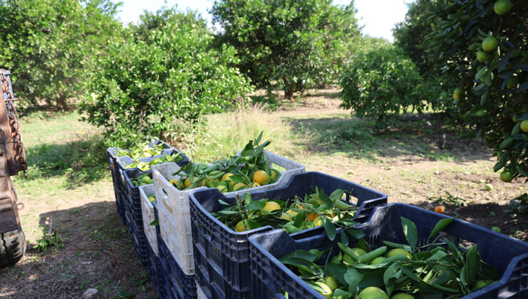Adana’da yetiştirilen mandalina Türkiye’nin dört bir yanına gidiyor: Fiyatı sadece 8 TL