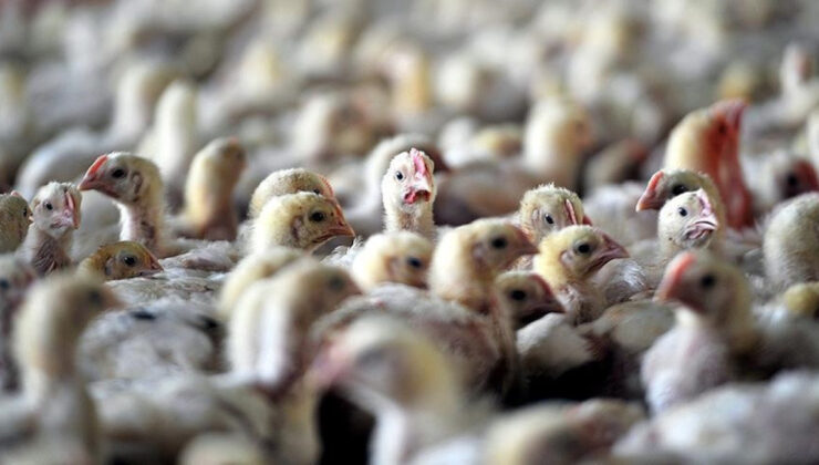 Almanya’da kuş gribi nedeniyle 400 binden fazla hayvan itlaf edildi