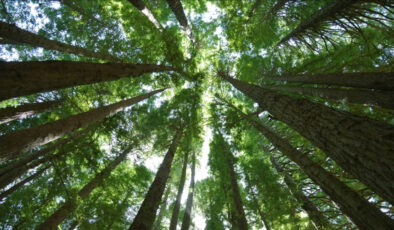 Avustralya’nın tropikal ormanları artık karbon yutağı değil