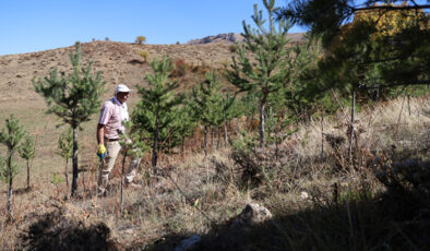 Bayburt’ta 25 yıllık öğretmen, cebindeki tohumlarla doğayı yeşertiyor