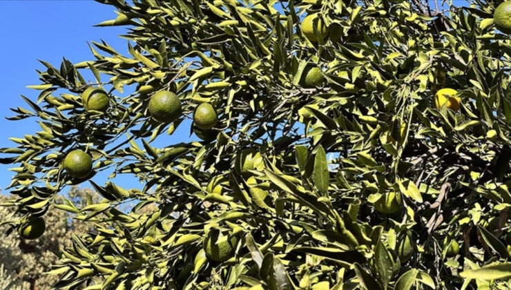 Bodrum mandalinasında rekolte beklentisi arttı