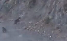 Bolu’da anne ayı ve yavrusu korkuyla dağa tırmandı