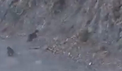 Bolu’da anne ayı ve yavrusu korkuyla dağa tırmandı