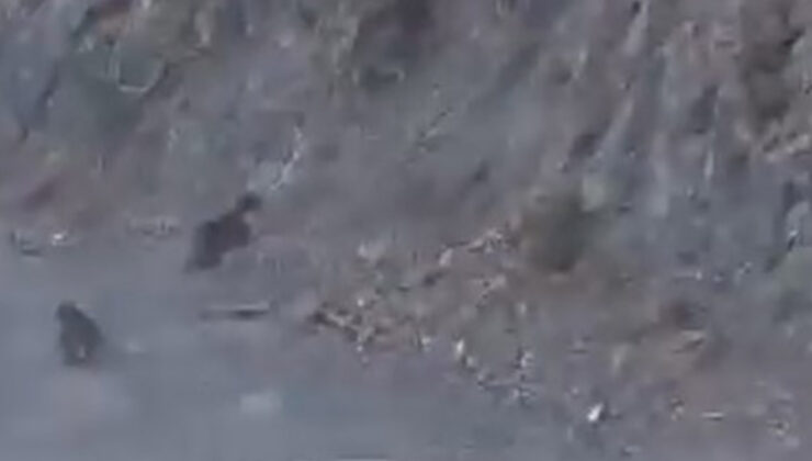 Bolu’da anne ayı ve yavrusu korkuyla dağa tırmandı