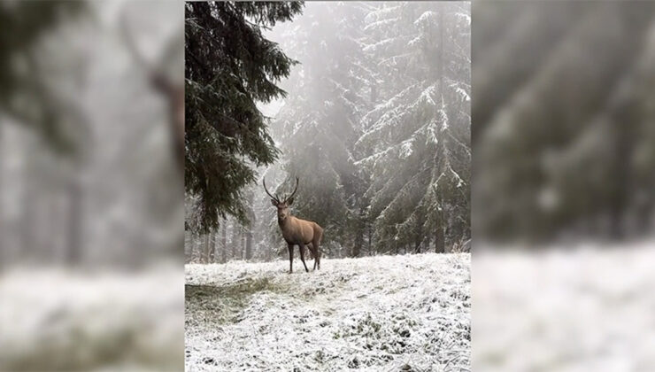 Bolu’da karlı ormanda yürüyen kızılgeyik kameraya yakalandı