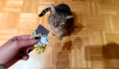 Bu yiyecekler kedinizin sağlığını tehdit ediyor: Sakın vermeyin