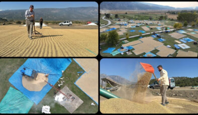 Çorum’da çeltikler sonbahar güneşinde kurutuluyor