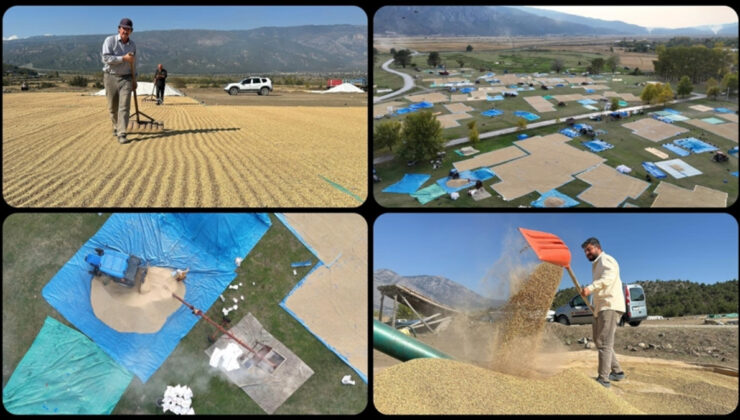 Çorum’da çeltikler sonbahar güneşinde kurutuluyor