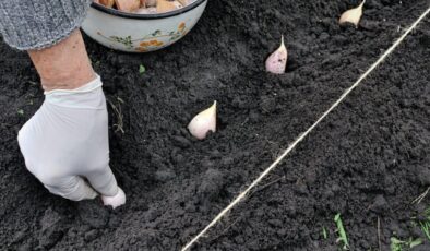 Ekim ayı bitmeden toprağa gömün, hasadı iki katına çıkarın